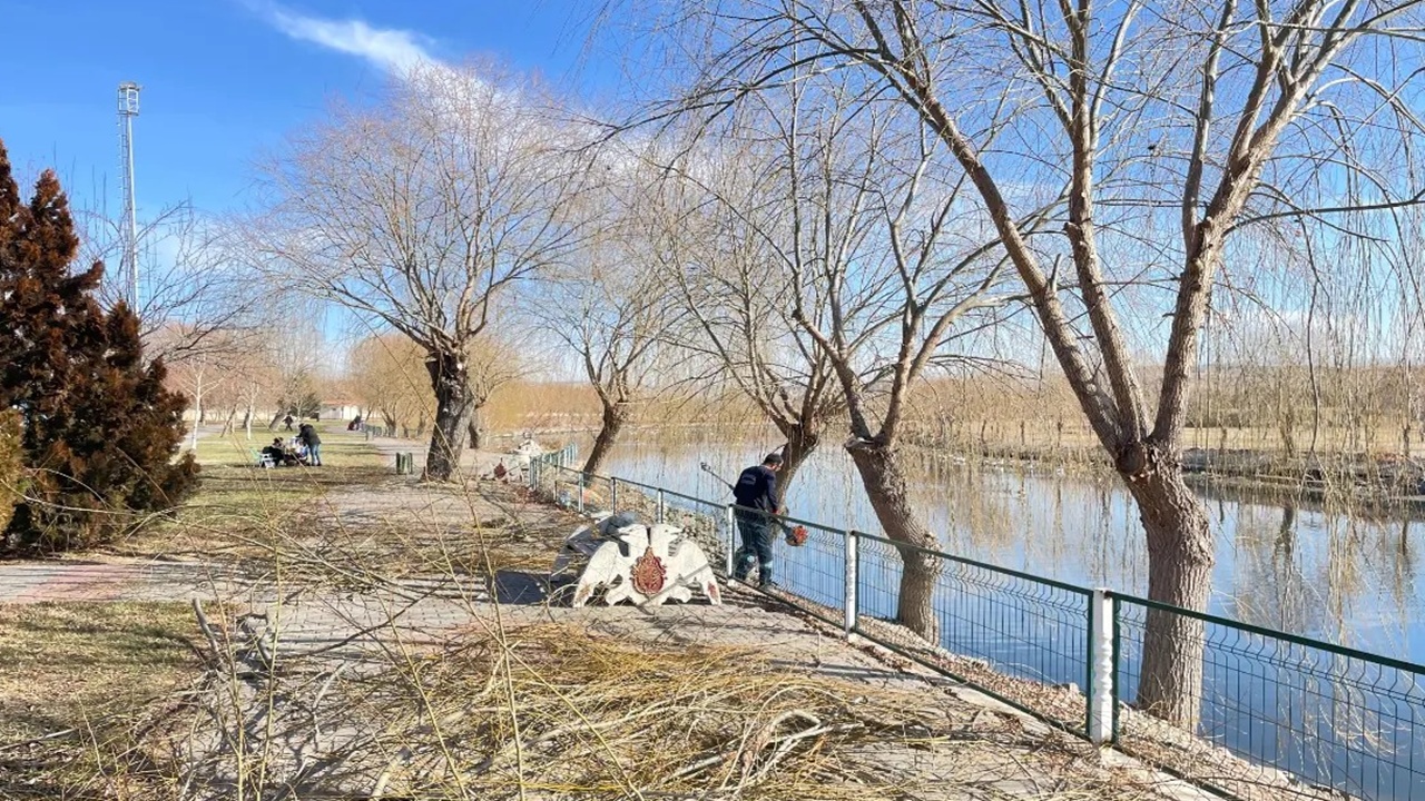 Kızılırmak Kıyısındaki Ağaçlar Budandı